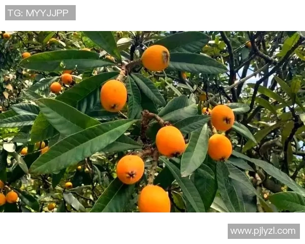 刘敏独家分享排球心得与技巧助你提升球技的全面指南